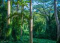 Rainforest