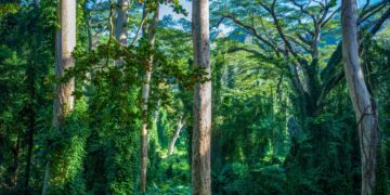 Rainforest