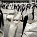 ABTC gets black mass export exemption
